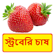 Download স্ট্রবেরি চাষ পদ্ধতি ~ Strawberry Cultivation For PC Windows and Mac 1.0