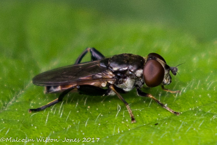 Assassin Fly