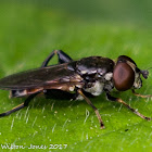 Assassin Fly