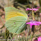 Brimstone