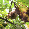 Chinese Mantis Ootheca (egg mass)