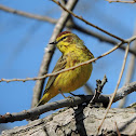 palm warbler