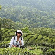 台灣農林熊空茶園