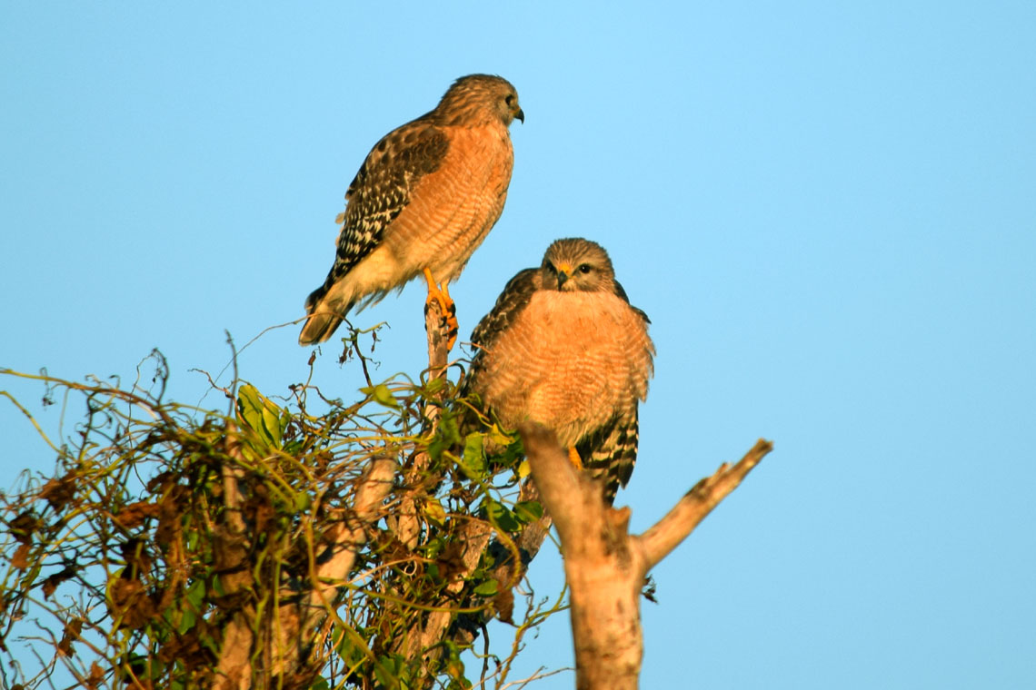 Red-shouldered Hawk