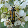 Spotted Longhorn