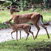 White-tailed Deer