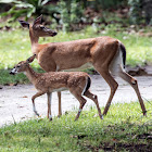 White-tailed Deer