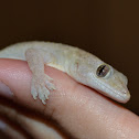 Common House Gecko