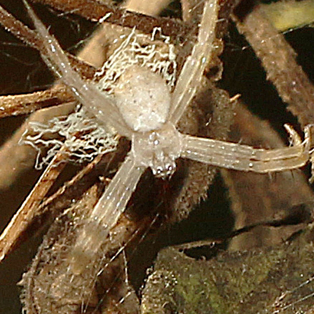 Signature Spider (sub-adult male)