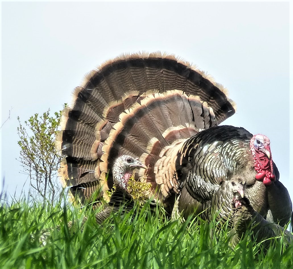 Wild Turkeys