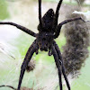 Dark Fishing Spider