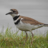 Killdeer