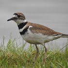 Killdeer