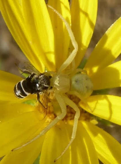 Crab spider and leaf cutter bee