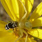 Crab spider and leaf cutter bee