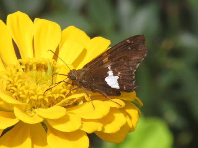 Silver-spotted skipper