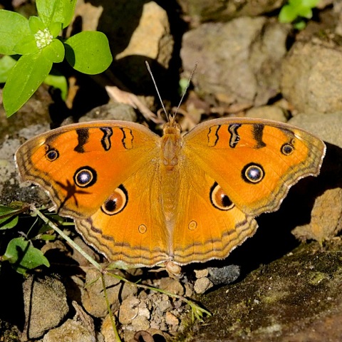 Peacock Pansy