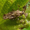 Lantana Lace Bug