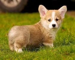 cute puppy