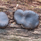 Dog's Nose Fungus