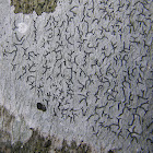 Script/Pencilmark Lichen