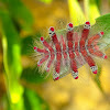 Spider Caterpillar