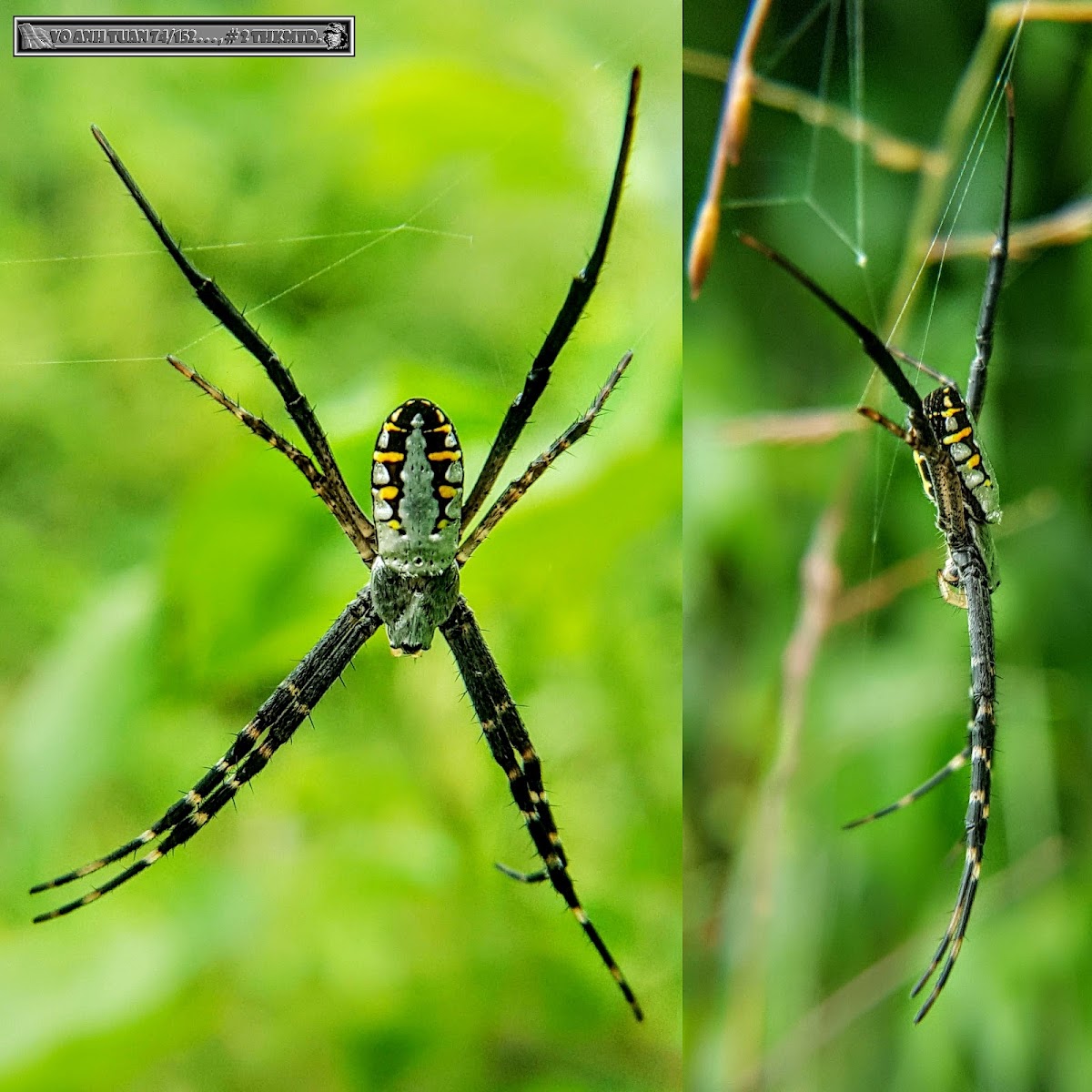 Grass Cross Spider