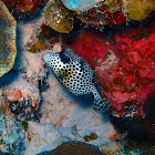 Spotted Trunkfish