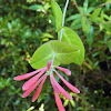 Coral Honeysuckle