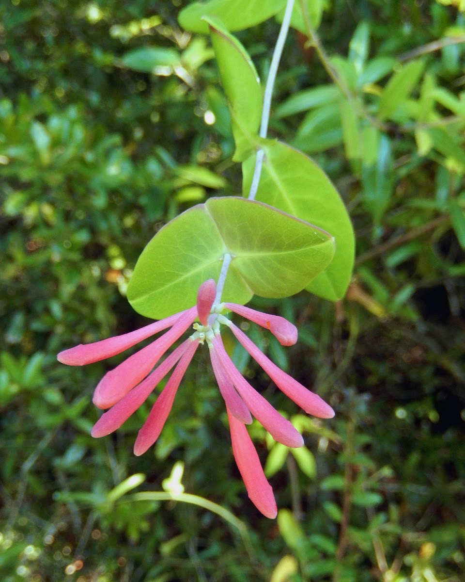 Coral Honeysuckle