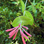 Coral Honeysuckle