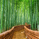 Kyoto, Japan at the Bamboo Forest Chrome extension download