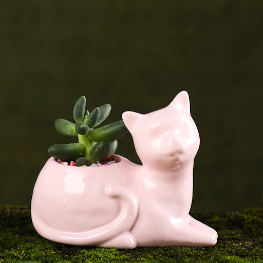 Pink lying cat