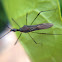 Assassin bug