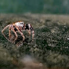 Jumping spider (Salticidae)