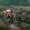 Jumping spider (Salticidae)