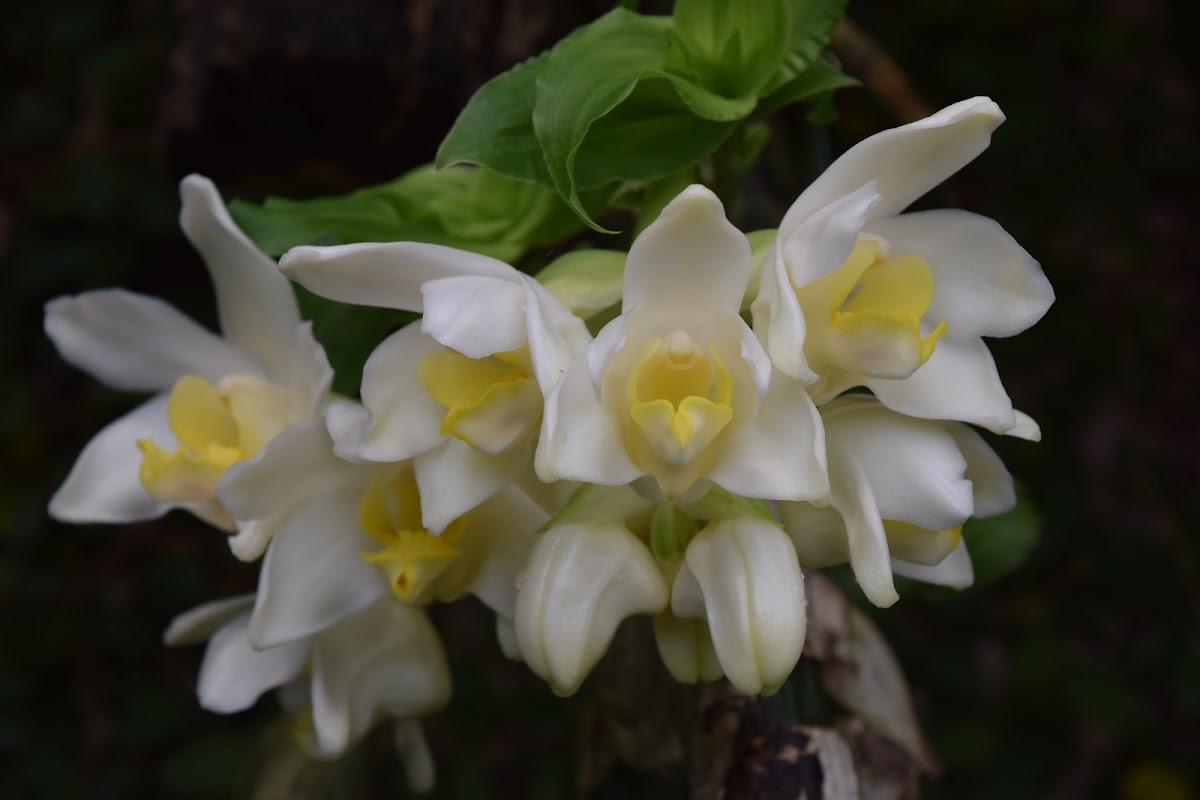 Flor de Cera (Mexico) - Wax Orchid