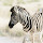 Zebra - New Tab in HD