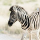 Zebra - New Tab in HD