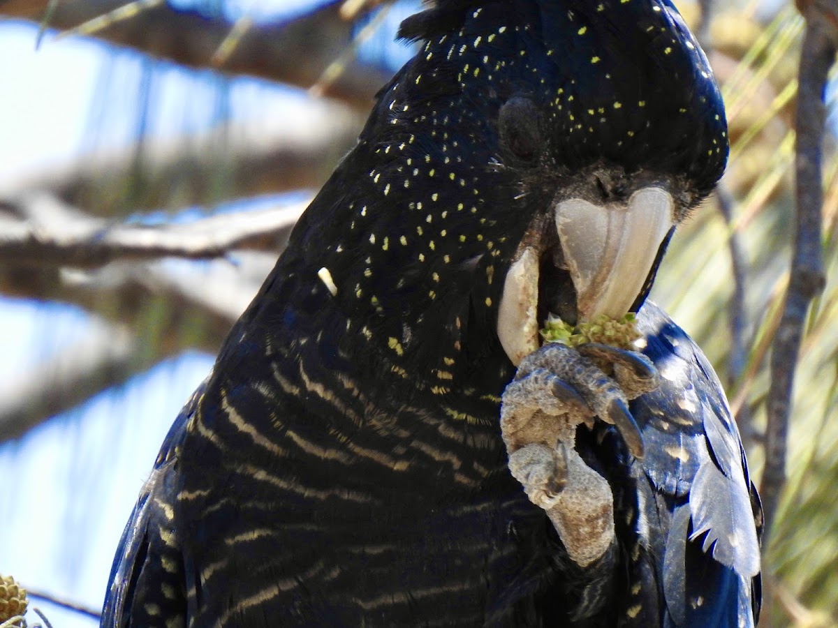 Black Cockatoo