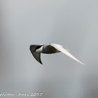 Whiskered Tern; Fumarel Cariblanco