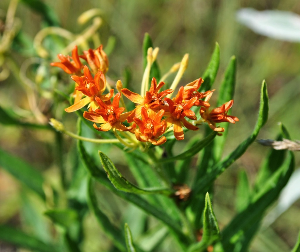 Butterfly Milkweed