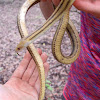 Yellow Rat Snake