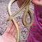 Yellow Rat Snake