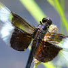 Widow Skimmer Dragonfly