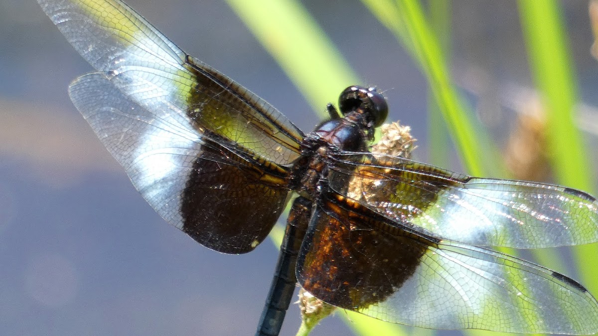 Widow Skimmer Dragonfly