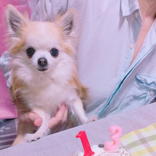 ナイト