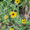 black-eyed Susan