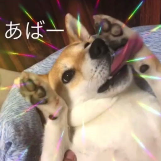shibacksのプロフィール画像