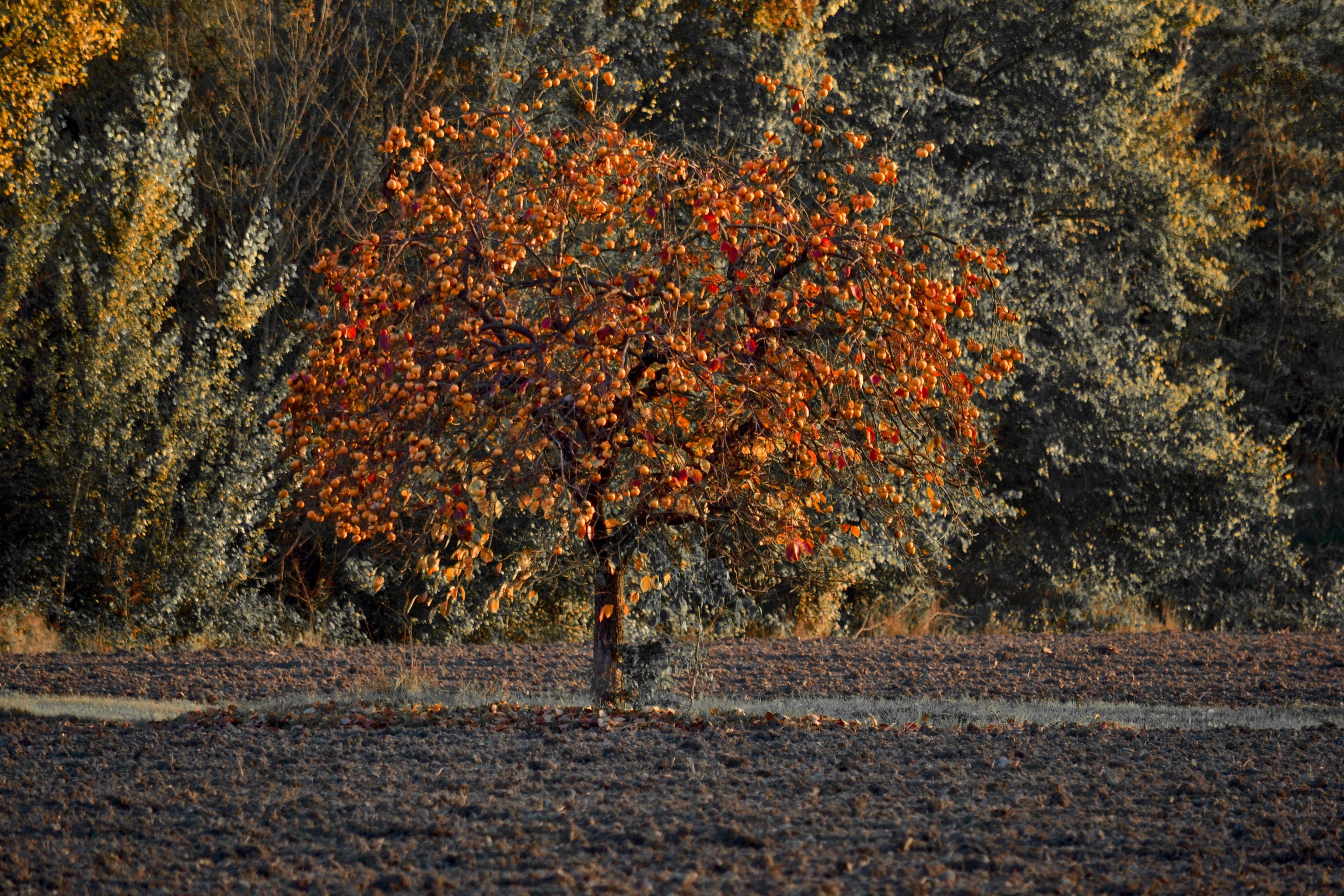 L'albero dei cachi di giuseppedangelo